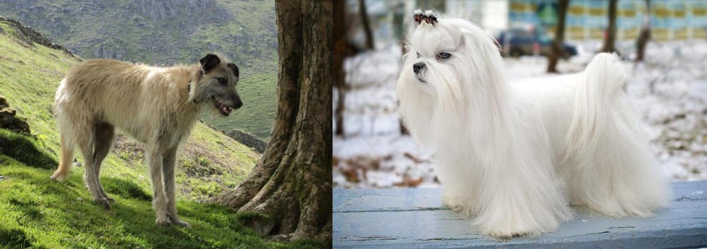 Maltese vs Lurcher - Breed Comparison