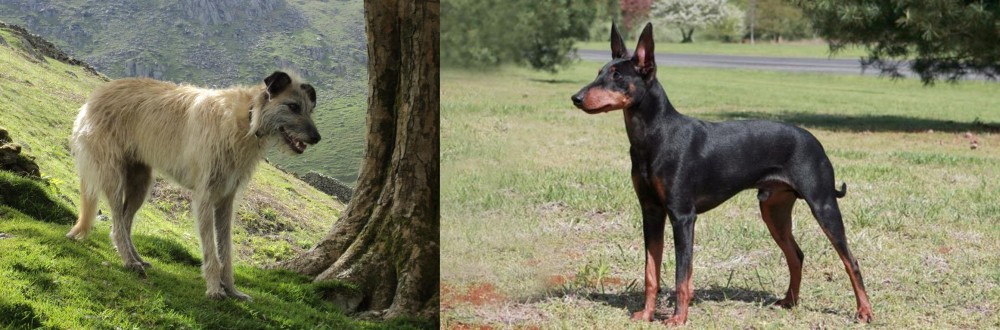 Manchester Terrier vs Lurcher - Breed Comparison