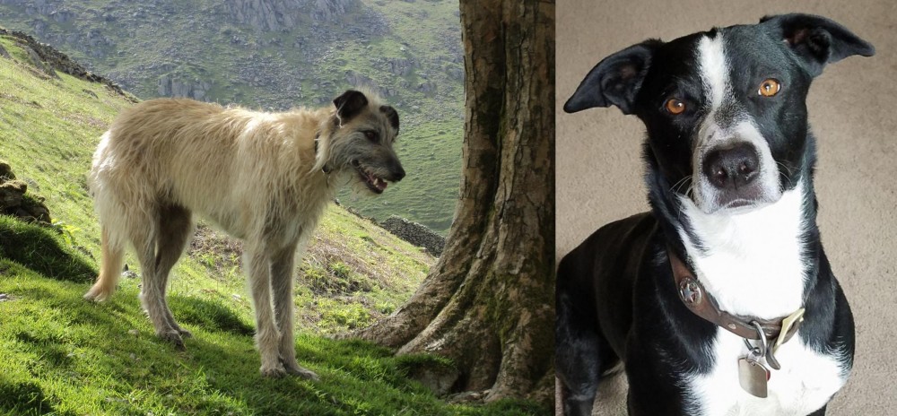 McNab vs Lurcher - Breed Comparison