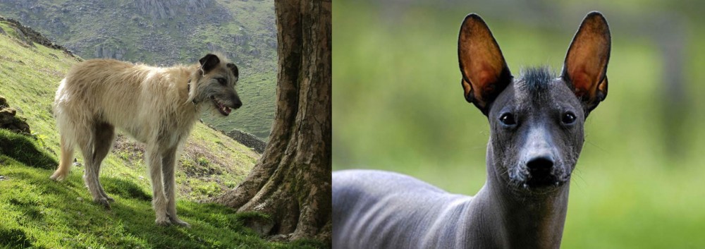 Mexican Hairless vs Lurcher - Breed Comparison