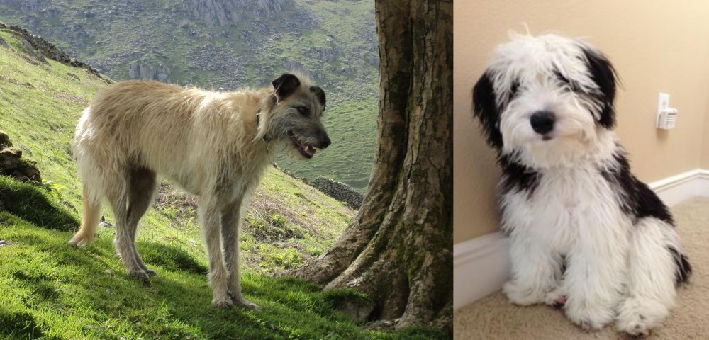 Mini Sheepadoodles vs Lurcher - Breed Comparison