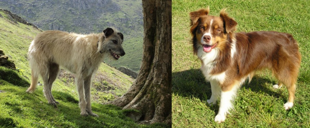 Miniature Australian Shepherd vs Lurcher - Breed Comparison