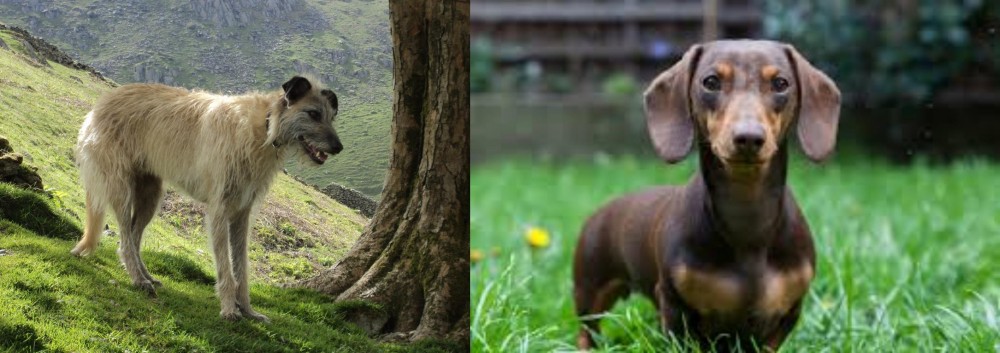 Miniature Dachshund vs Lurcher - Breed Comparison
