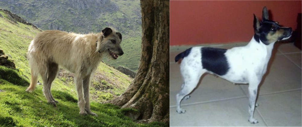 Miniature Fox Terrier vs Lurcher - Breed Comparison