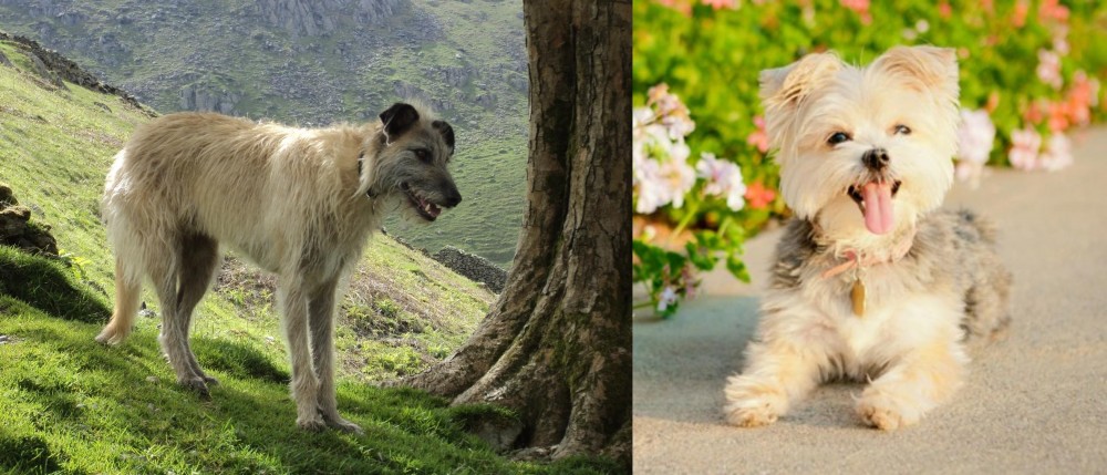 Morkie vs Lurcher - Breed Comparison