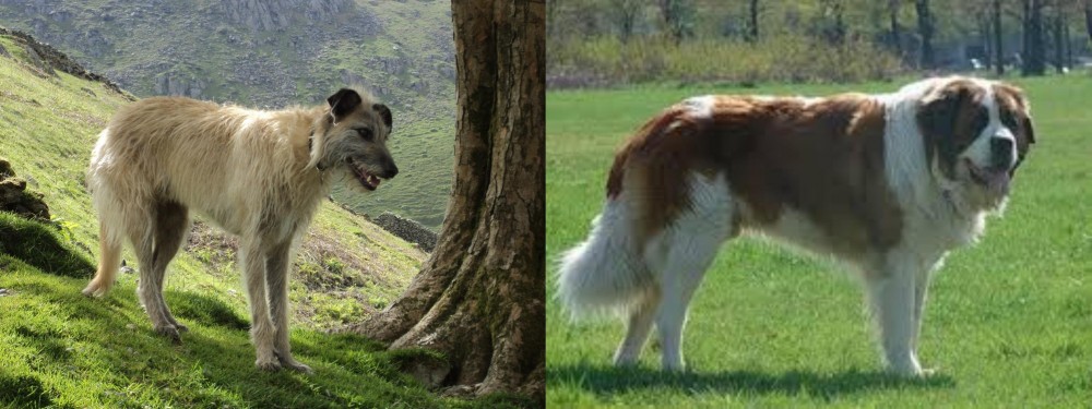 Moscow Watchdog vs Lurcher - Breed Comparison