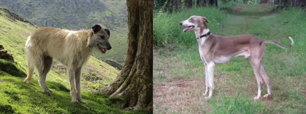 Mudhol Hound vs Lurcher - Breed Comparison