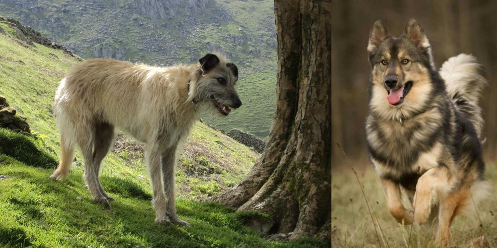 Native American Indian Dog vs Lurcher - Breed Comparison