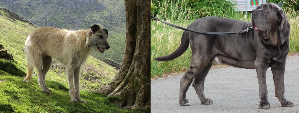 Neapolitan Mastiff vs Lurcher - Breed Comparison