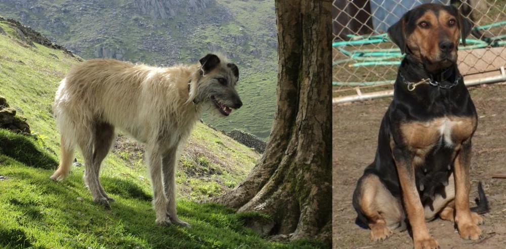New Zealand Huntaway vs Lurcher - Breed Comparison