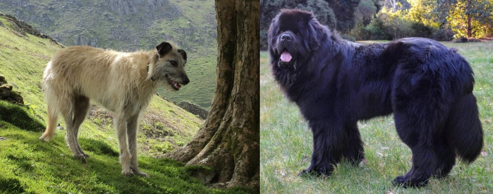 Newfoundland Dog vs Lurcher - Breed Comparison