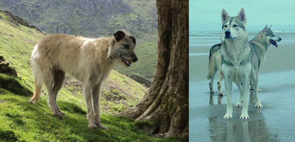 Northern Inuit Dog vs Lurcher - Breed Comparison