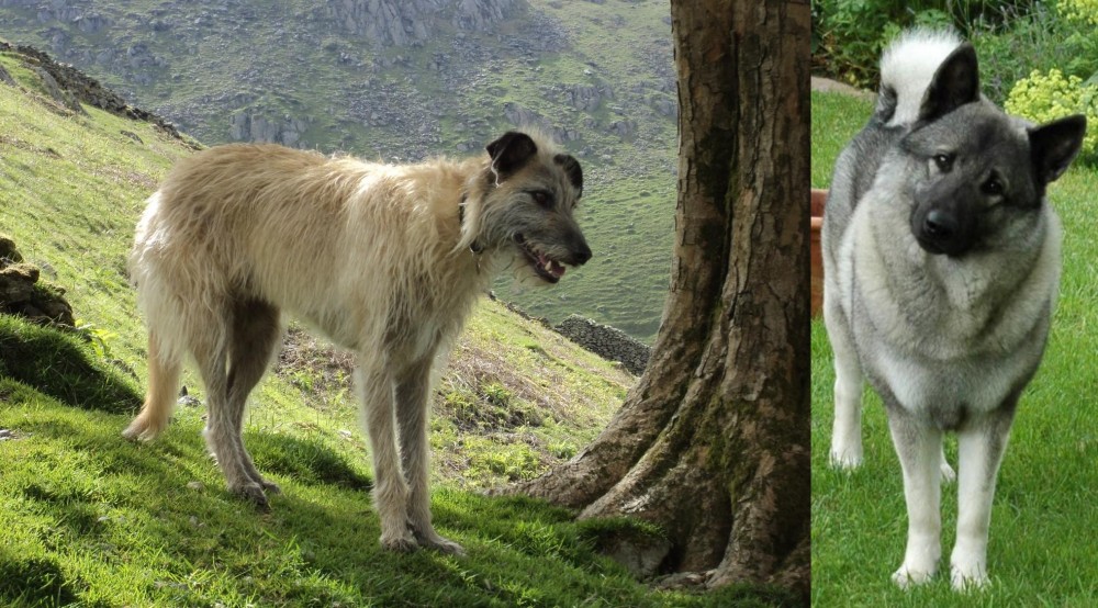 Norwegian Elkhound vs Lurcher - Breed Comparison