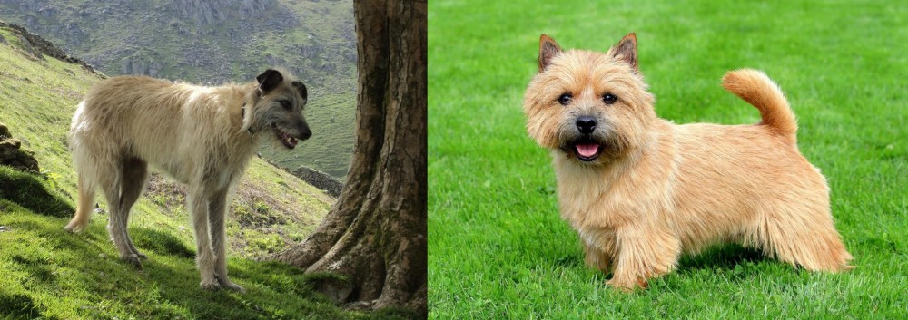 Norwich Terrier vs Lurcher - Breed Comparison