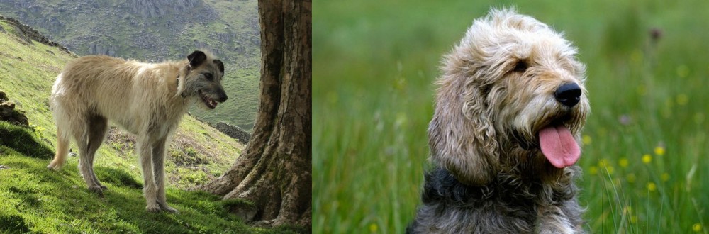Otterhound vs Lurcher - Breed Comparison