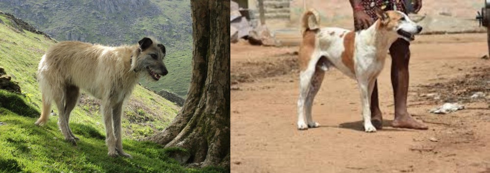 Pandikona vs Lurcher - Breed Comparison