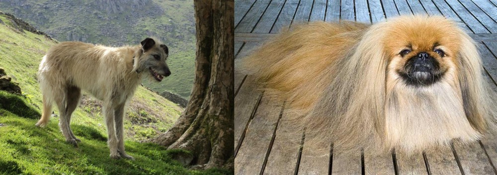 Pekingese vs Lurcher - Breed Comparison