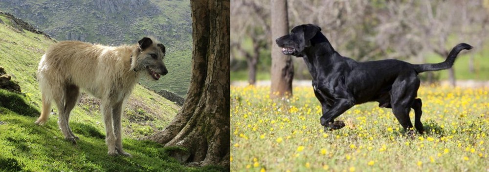 Perro de Pastor Mallorquin vs Lurcher - Breed Comparison