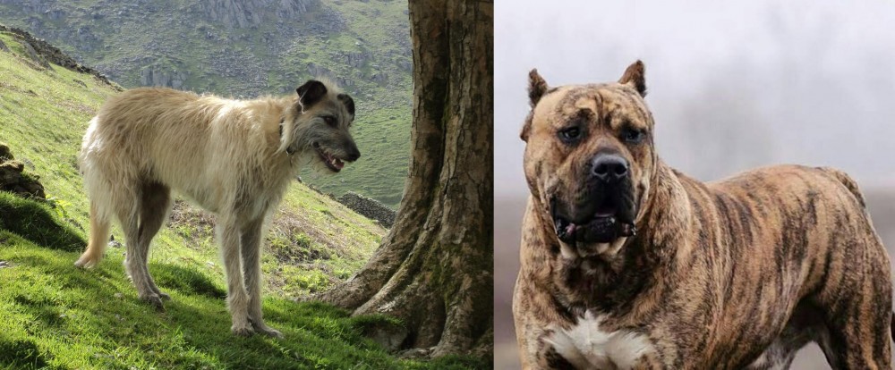 Perro de Presa Canario vs Lurcher - Breed Comparison