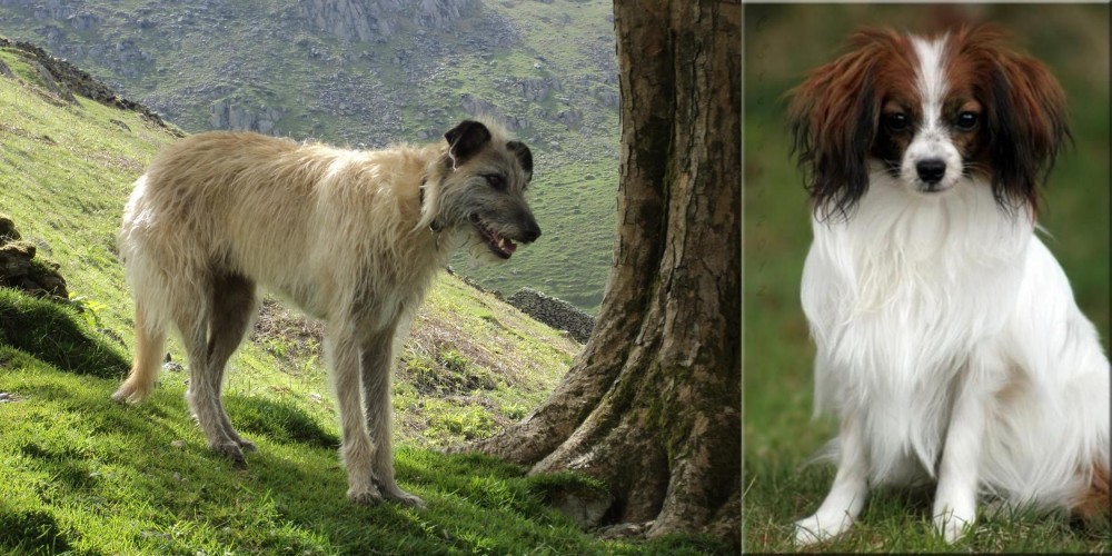 Phalene vs Lurcher - Breed Comparison