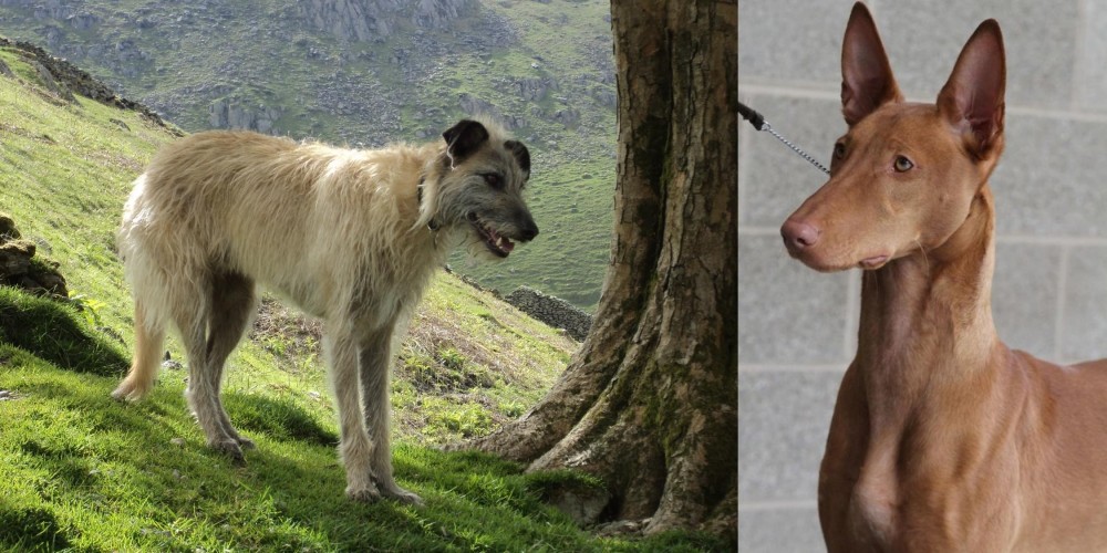 Pharaoh Hound vs Lurcher - Breed Comparison