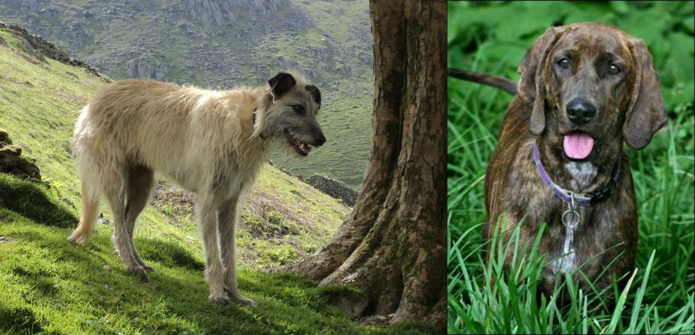 Plott Hound vs Lurcher - Breed Comparison
