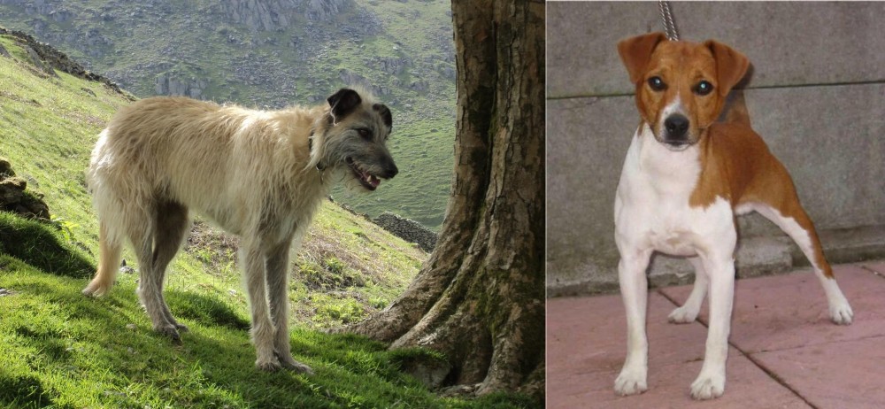 Plummer Terrier vs Lurcher - Breed Comparison