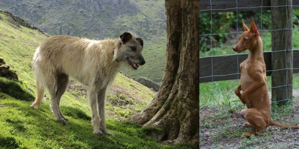 Podenco Andaluz vs Lurcher - Breed Comparison