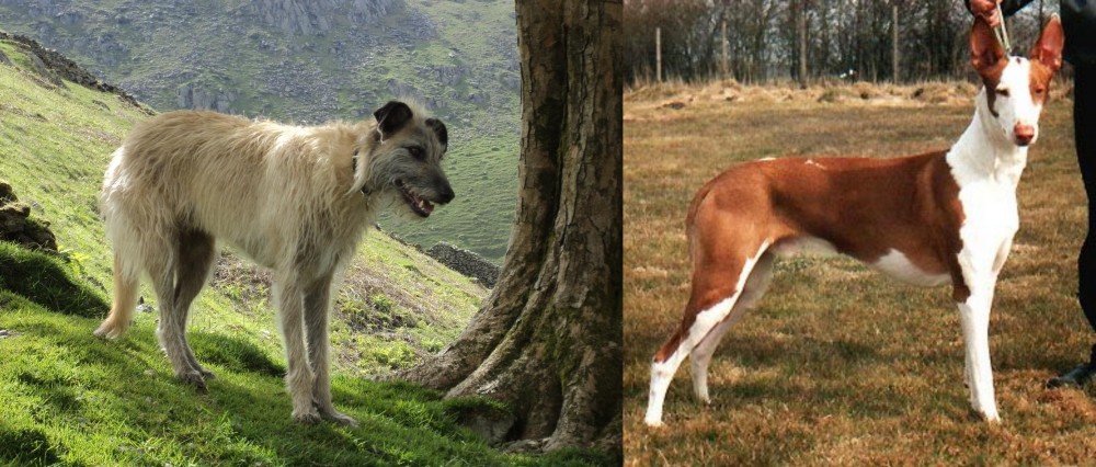Podenco Canario vs Lurcher - Breed Comparison