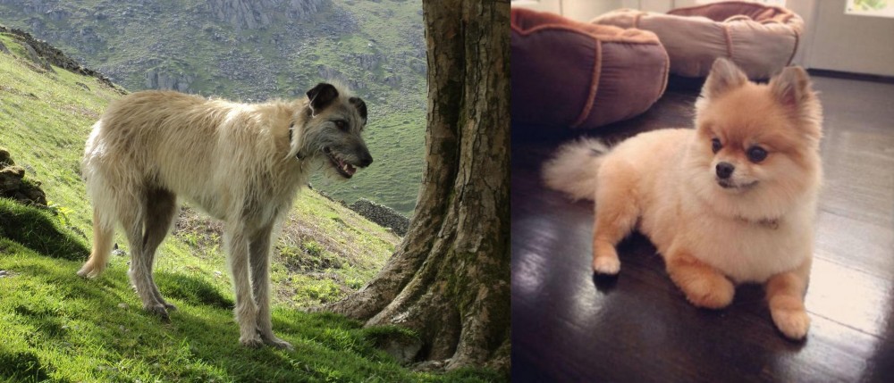 Pomeranian vs Lurcher - Breed Comparison