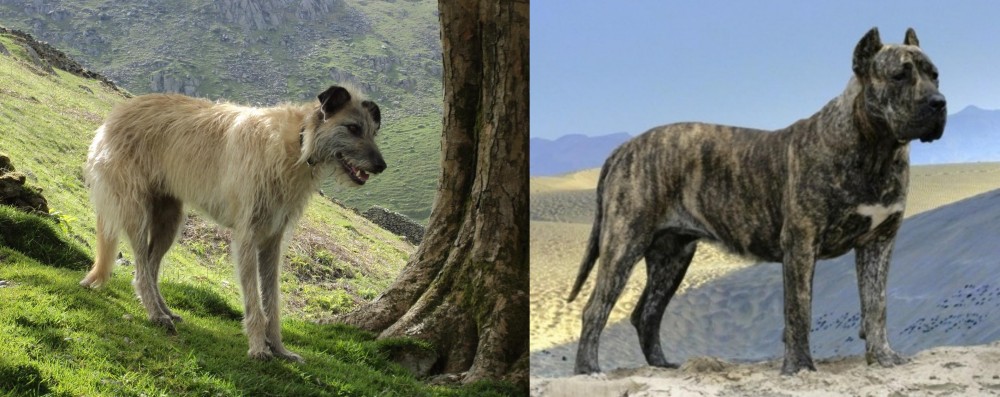 Presa Canario vs Lurcher - Breed Comparison