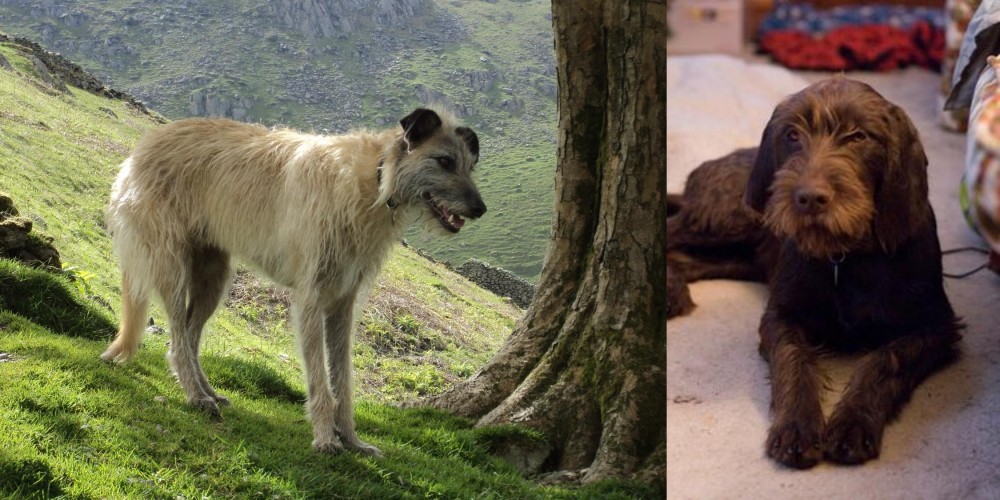 Pudelpointer vs Lurcher - Breed Comparison