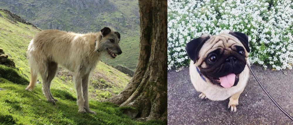 Pug vs Lurcher - Breed Comparison
