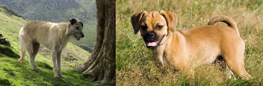 Puggle vs Lurcher - Breed Comparison