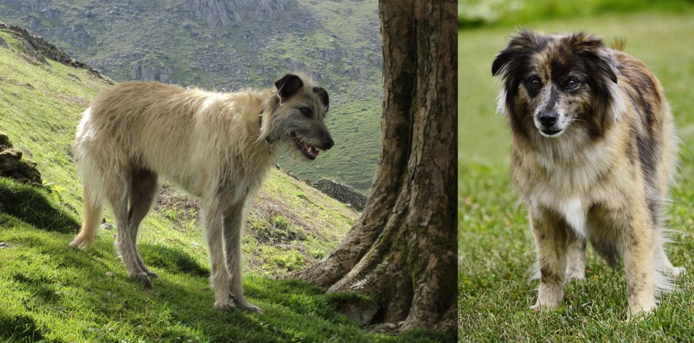 Pyrenean Shepherd vs Lurcher - Breed Comparison