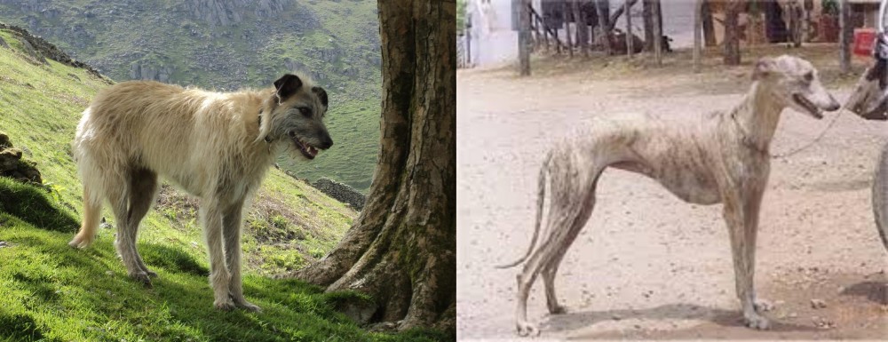 Rampur Greyhound vs Lurcher - Breed Comparison