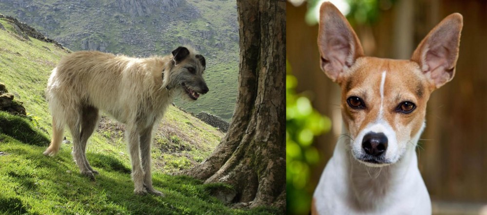 Rat Terrier vs Lurcher - Breed Comparison