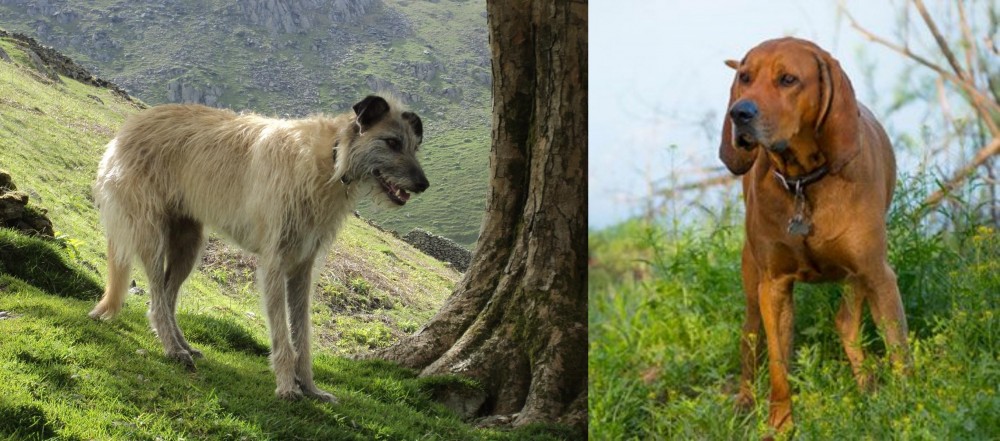 Redbone Coonhound vs Lurcher - Breed Comparison