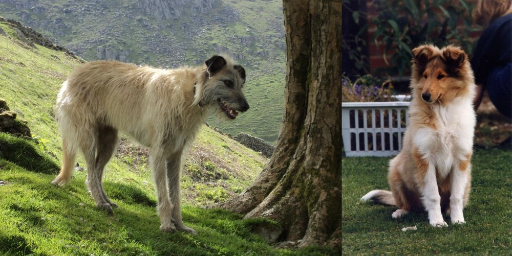 Rough Collie vs Lurcher - Breed Comparison