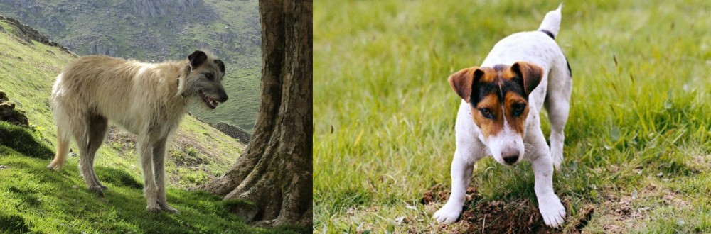 Russell Terrier vs Lurcher - Breed Comparison