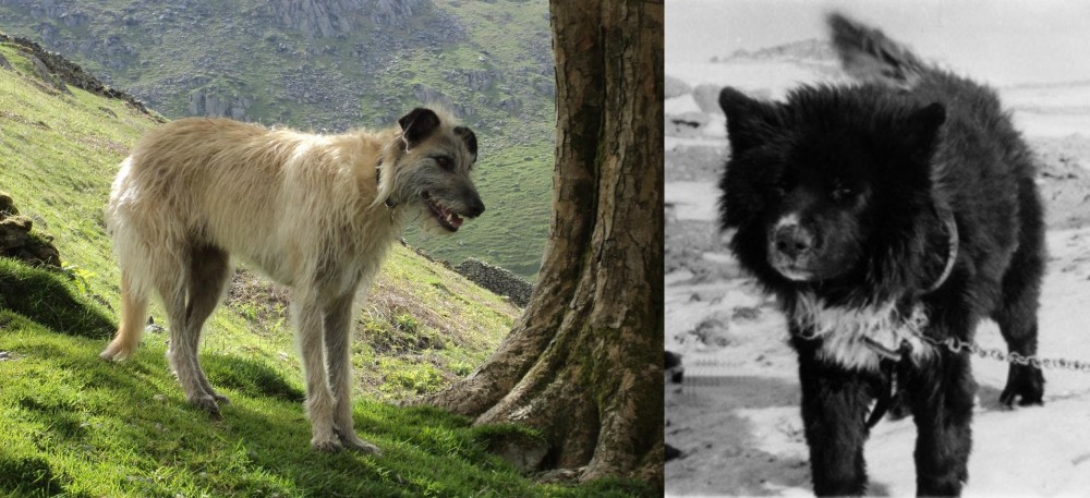 Sakhalin Husky vs Lurcher - Breed Comparison
