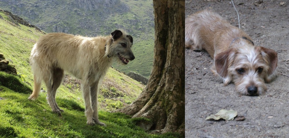 Schweenie vs Lurcher - Breed Comparison