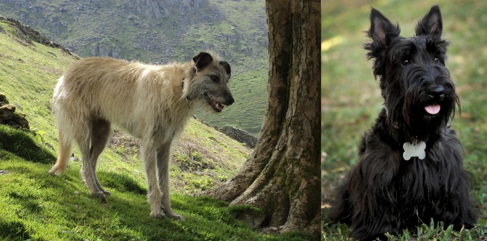Scoland Terrier vs Lurcher - Breed Comparison