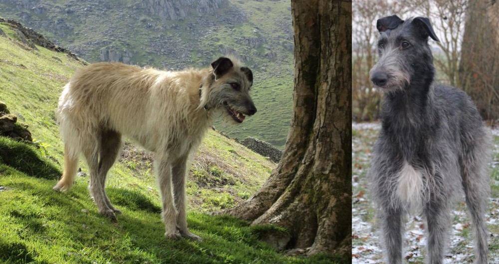 Scottish Deerhound vs Lurcher - Breed Comparison