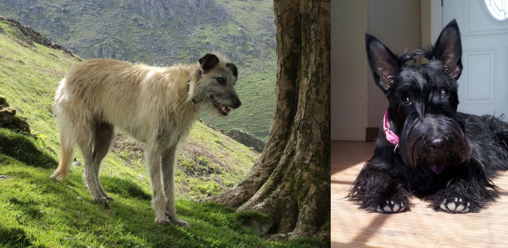Scottish Terrier vs Lurcher - Breed Comparison