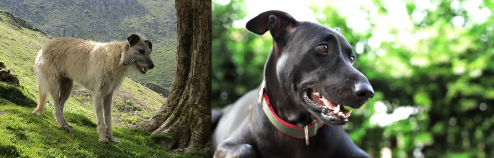 Shepard Labrador vs Lurcher - Breed Comparison