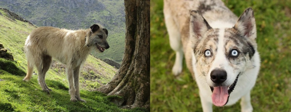 Shepherd Husky vs Lurcher - Breed Comparison