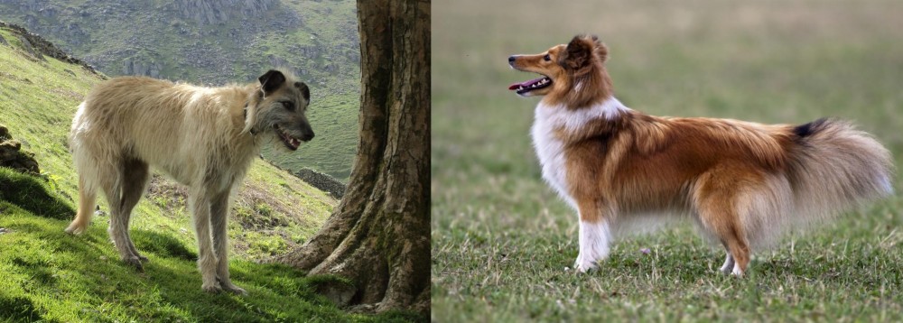 Shetland Sheepdog vs Lurcher - Breed Comparison