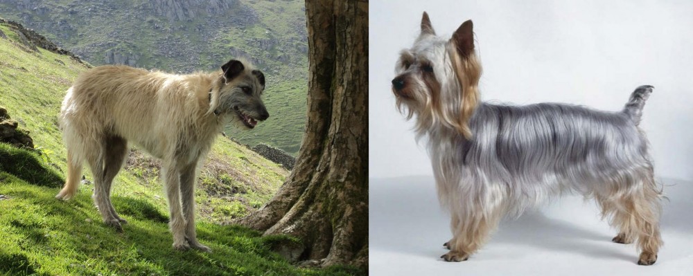 Silky Terrier vs Lurcher - Breed Comparison