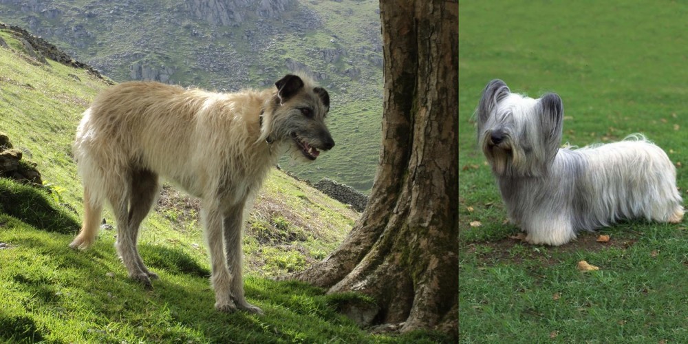 Skye Terrier vs Lurcher - Breed Comparison